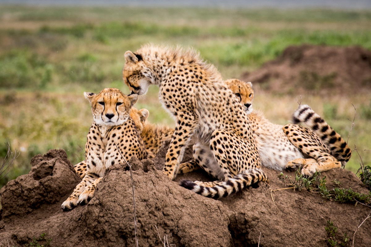 This mother cheetah and her three cubs sit atop a favorite vantage point for all cheetahs in the Serengeti: a large termite mound. 
